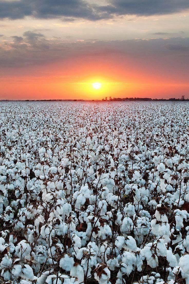 A picture of a cotton field at a sunset