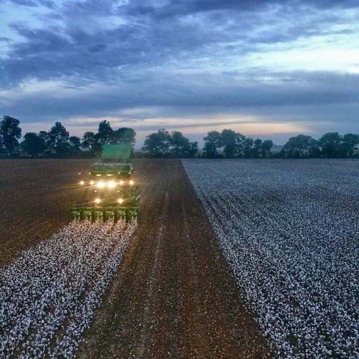 Cotton Picking